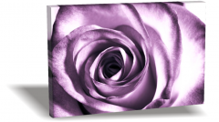 Rose Canvas Tablo
