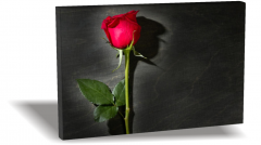 Gül Canvas Tablo