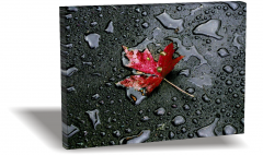 Yaprak Canvas Tablo