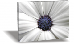 Papatya Canvas Tablo