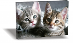 Kediler Canvas Tablo