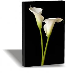 Orkide Canvas Tablo