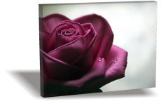 Gül 2 Canvas Tablo
