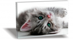 Kedi Canvas Tablo