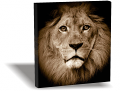 Aslan Canvas Tablo