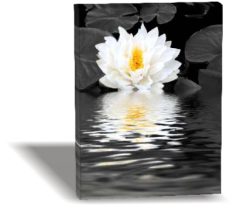 Lotus Kanvas Tablo